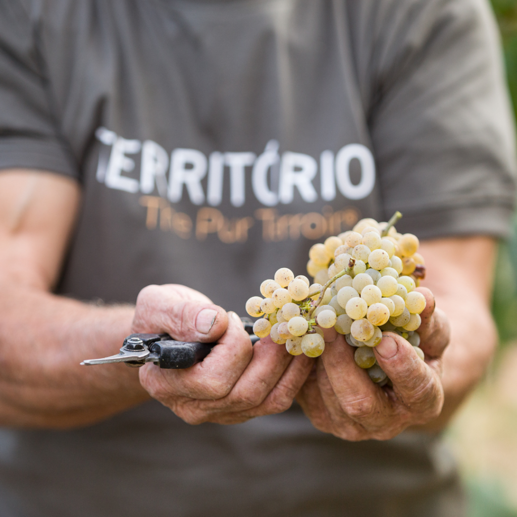 quinta soalheiro - terroir