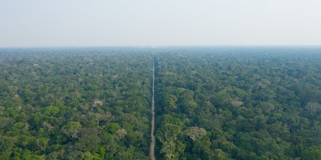 Floresta da Amazonia